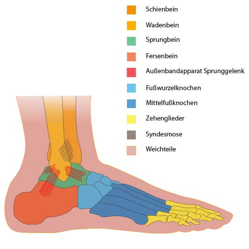 Bänder / Sprunggelenk