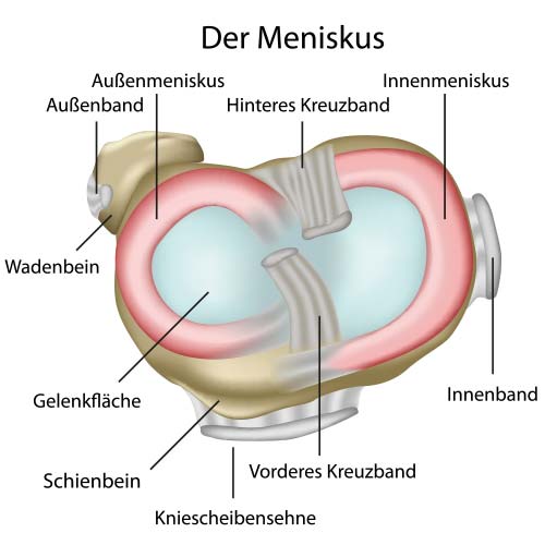 Aufbau Miniskus
