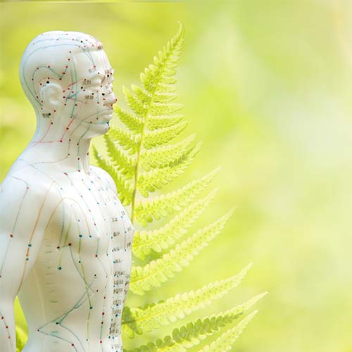 Traditionelle chinesische Medizin - TCM